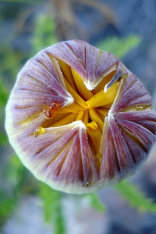Euryops serra bud becoming curious